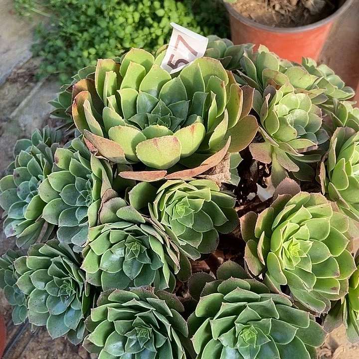 圣罗兰570多肉不包断