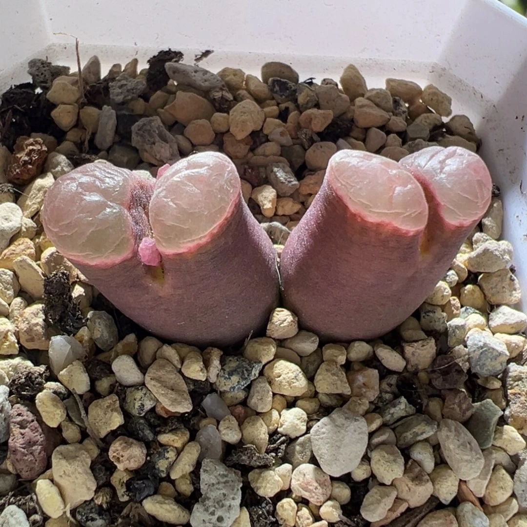 磁铁杂 粉体粉窗 好看 04