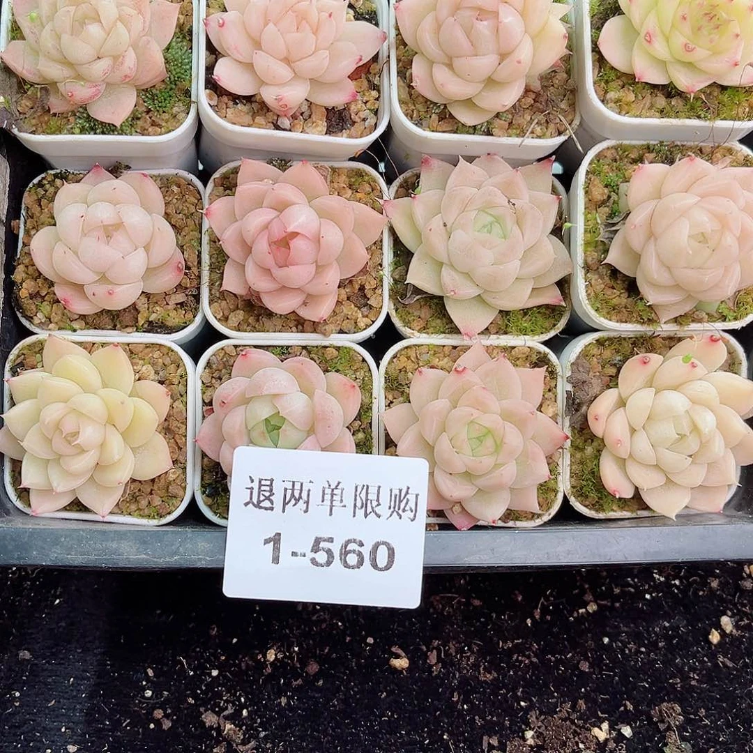 1-560 新疆西藏内蒙不发零度以下拍保温箱不拍不包损