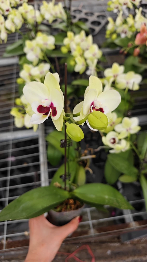 山东农掌柜 蝴蝶兰 小浣熊  2.8寸杯 带花带花苞