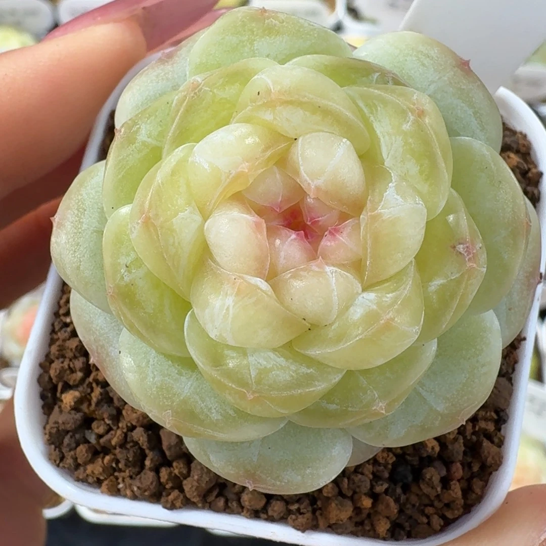 0102-41-荷包蛋单头一颗多肉