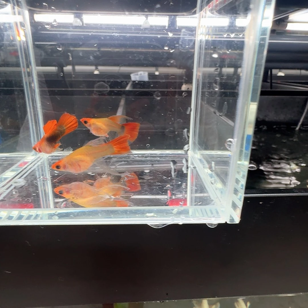 孔雀鱼?****?黄化深海蓝玻璃猫