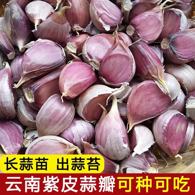 云南老品种2025新皮蒜去皮蒜瓣精品香蒜可吃可种做菜提香紫皮大蒜