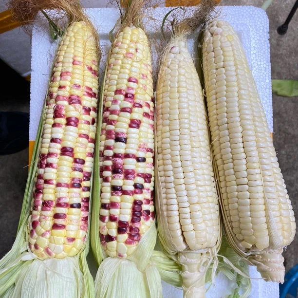 (双拼)拼装广西新鲜白和花甜糯玉米9斤现摘粘糯玉米