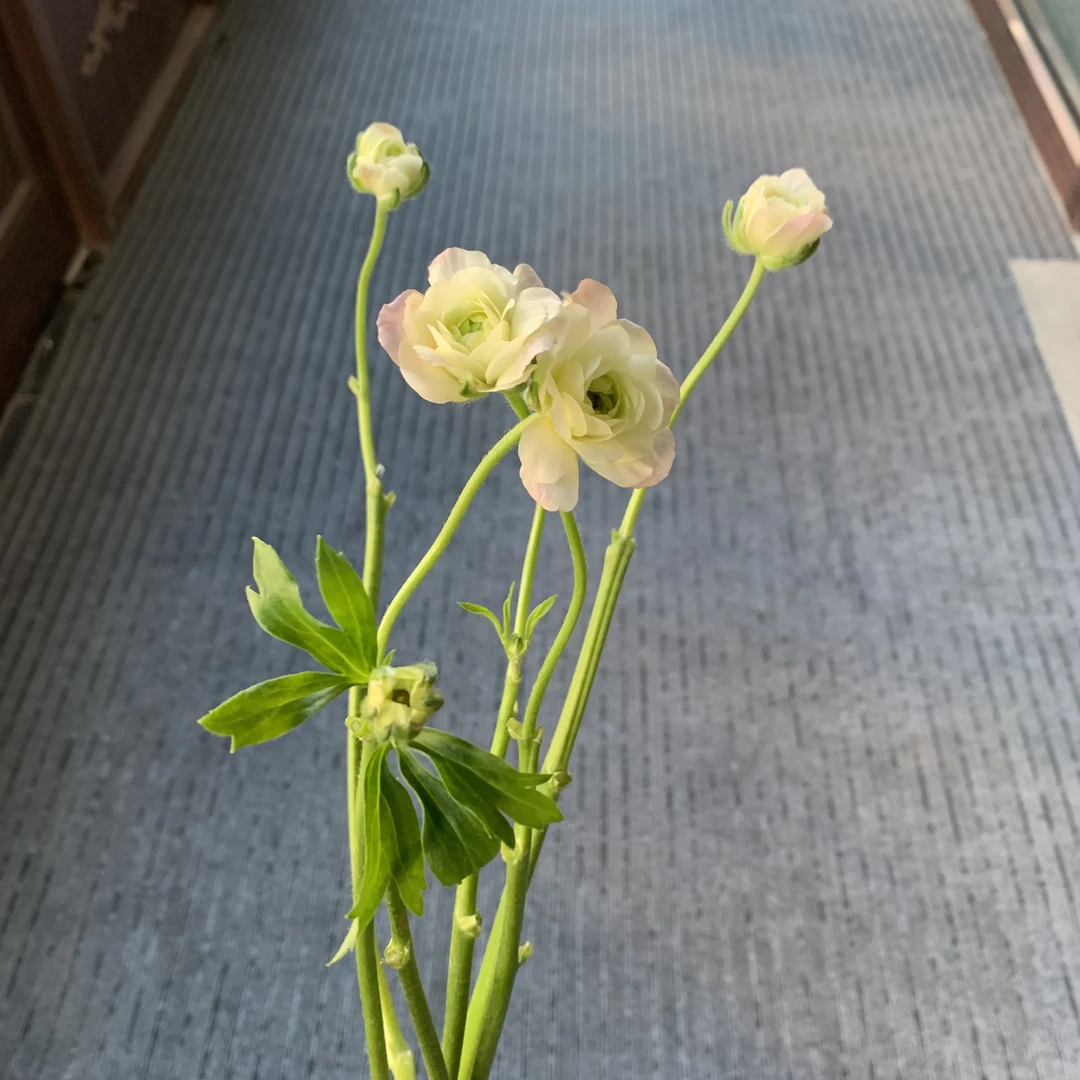 粉香槟蝴蝶洋牡丹5支