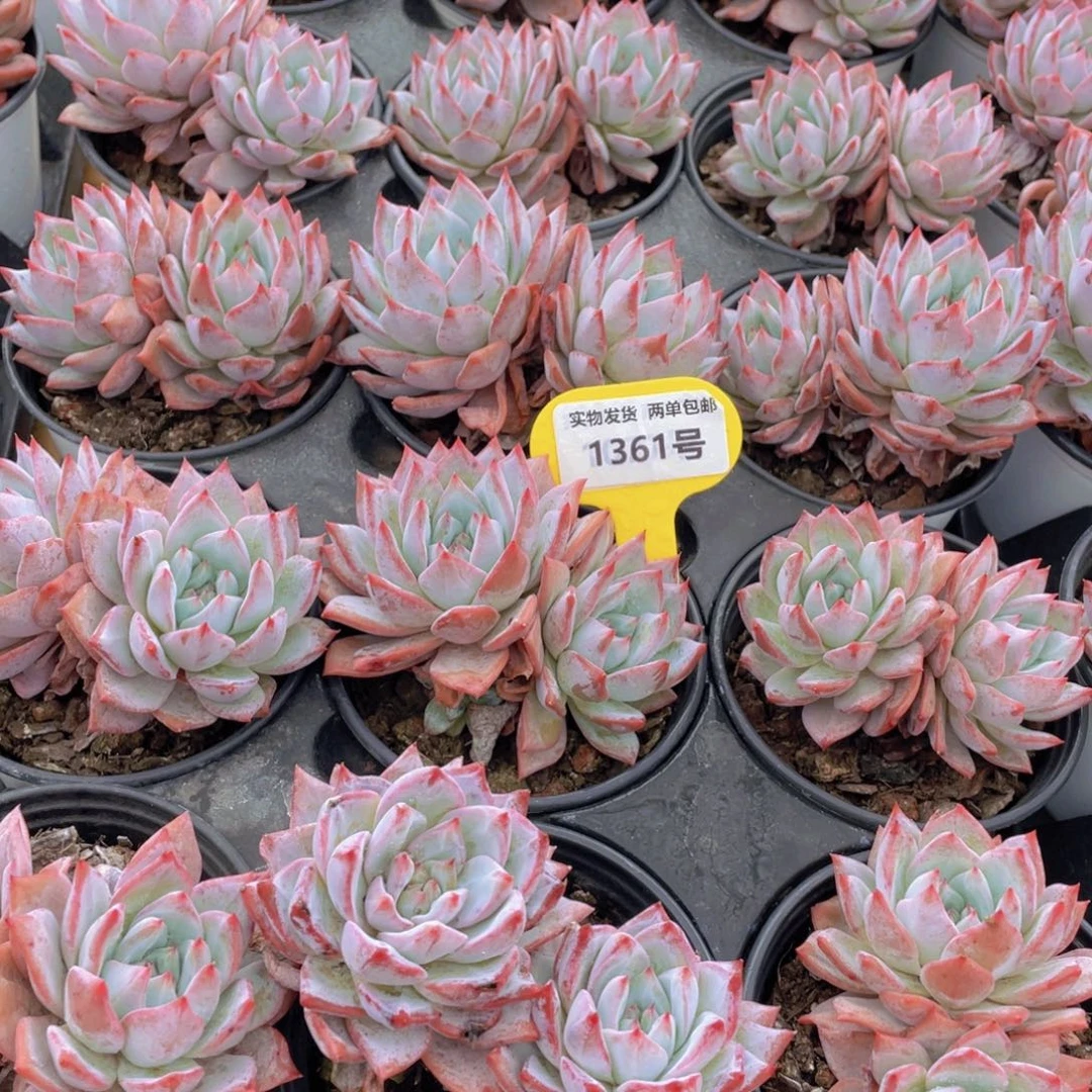 1361号 韩版粉蓝鸟大双头一个