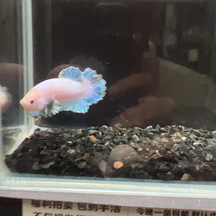 斗鱼竞拍跑单拉黑15日71