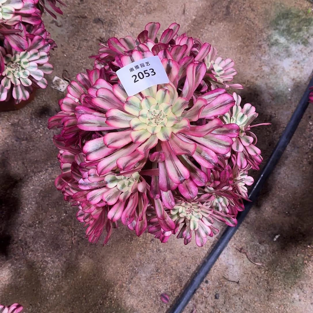 多肉植物十里红妆2053