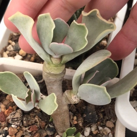 白眉老桩脱盆发货哈哈哈哈哈