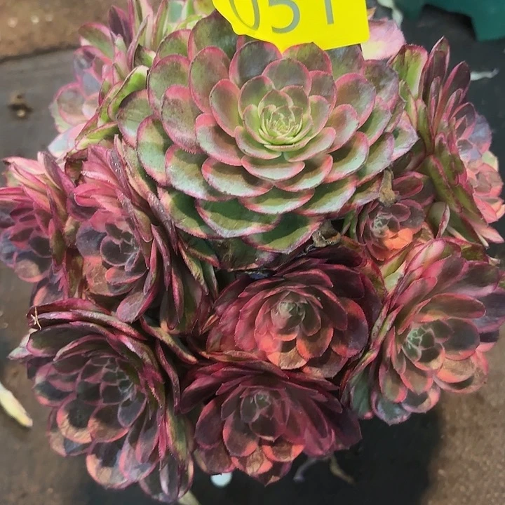 多肉植物黑膜锦051