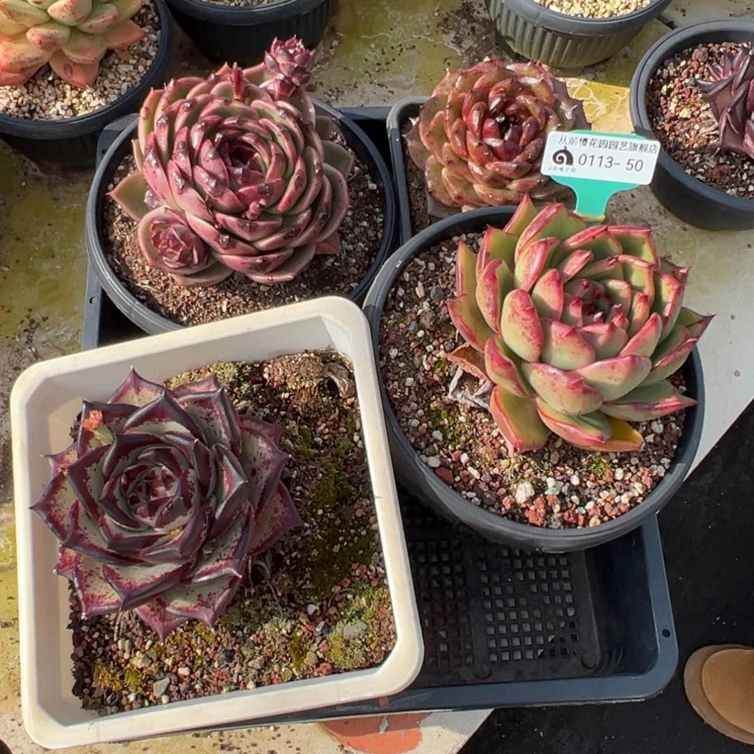 从前慢多肉精选编号0113.50