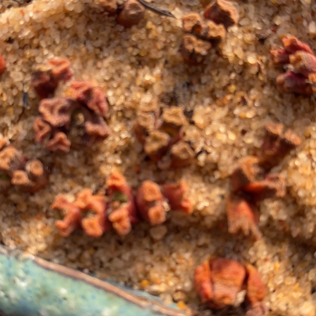 3头火柴头一颗一颗