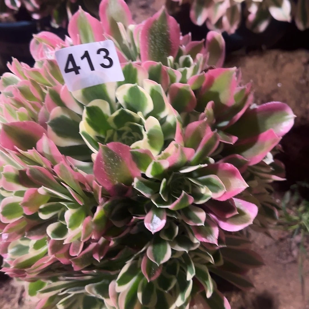 多肉植物白凤413