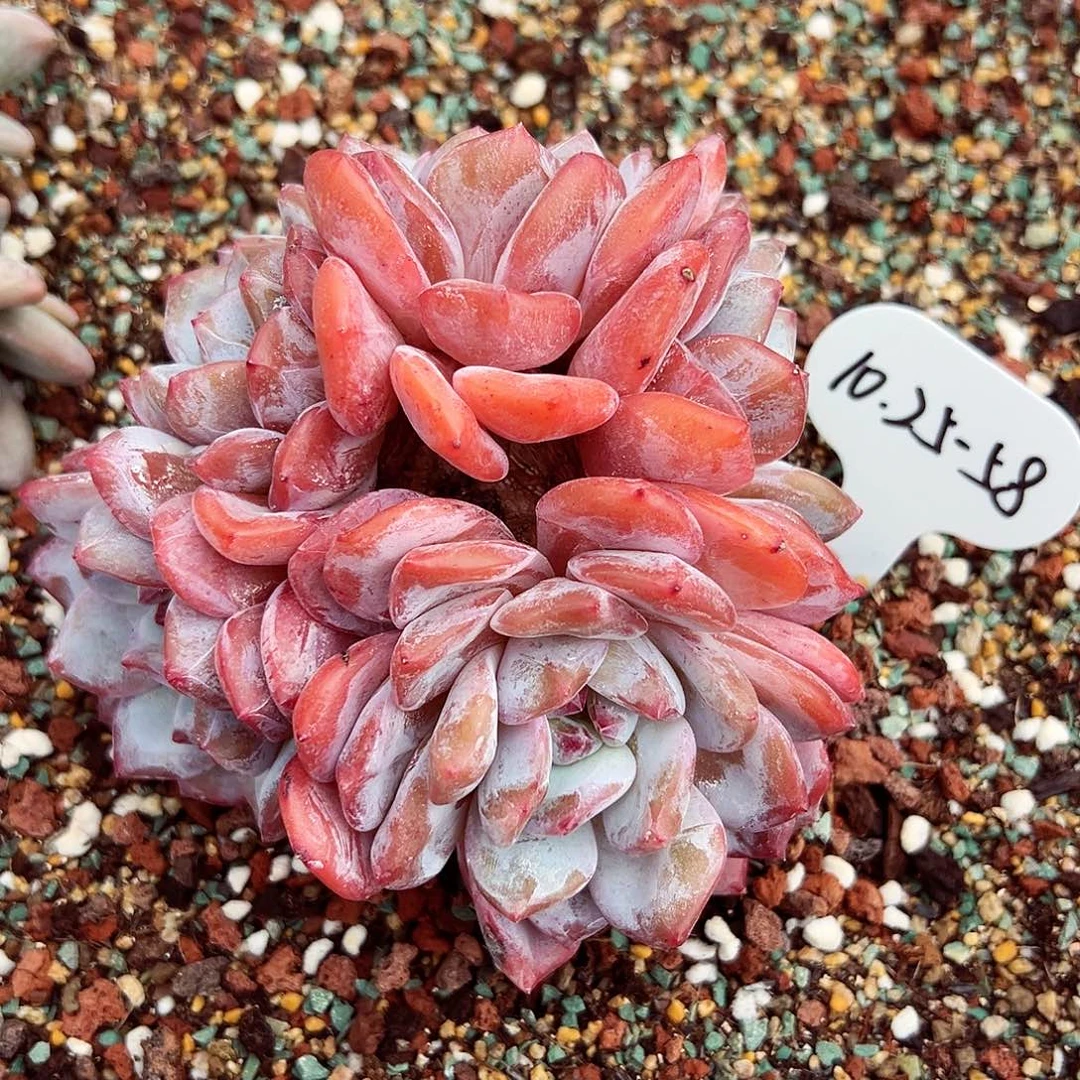 1025-58星影朵朵缀