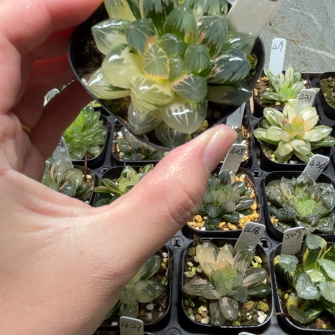 530龙爪玉露锦一物一拍