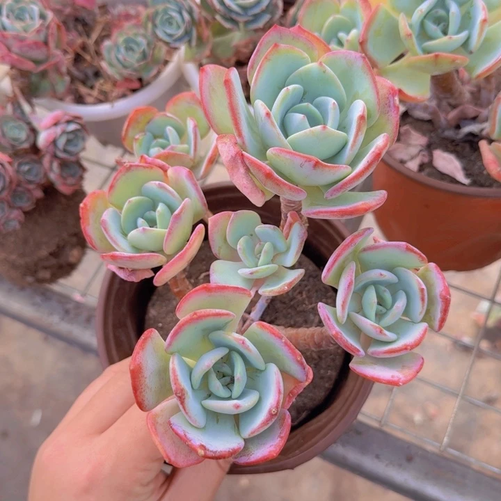 白月光五头起控养