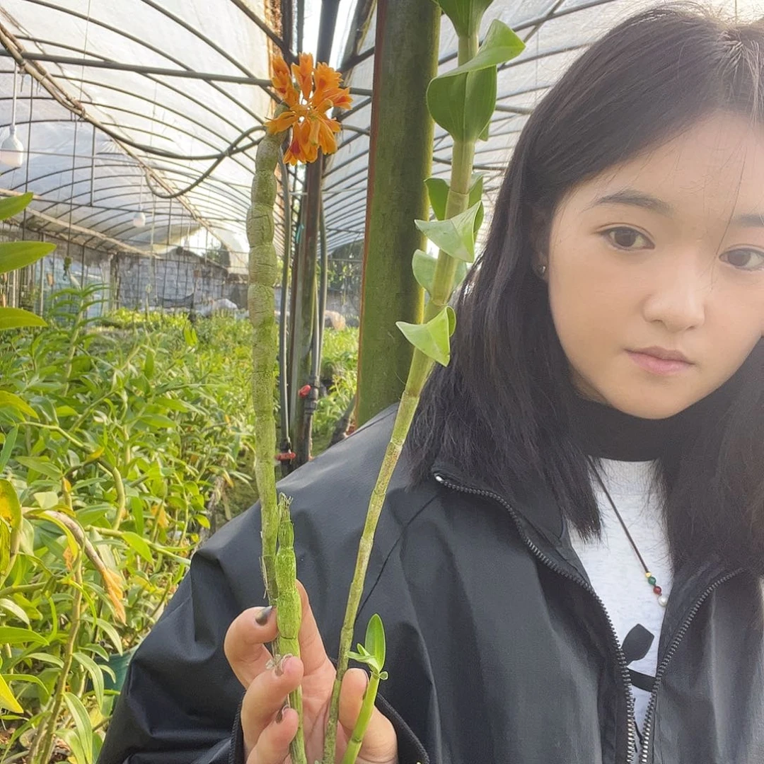 当前无花朵，栽培后可花朵黄玉