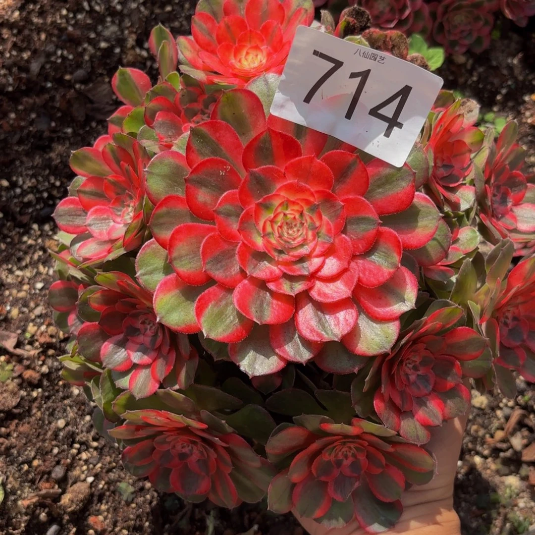 714多肉植物荔枝特价