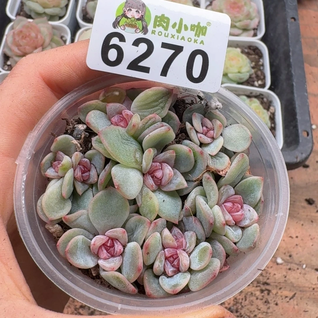 多肉植物多肉植物