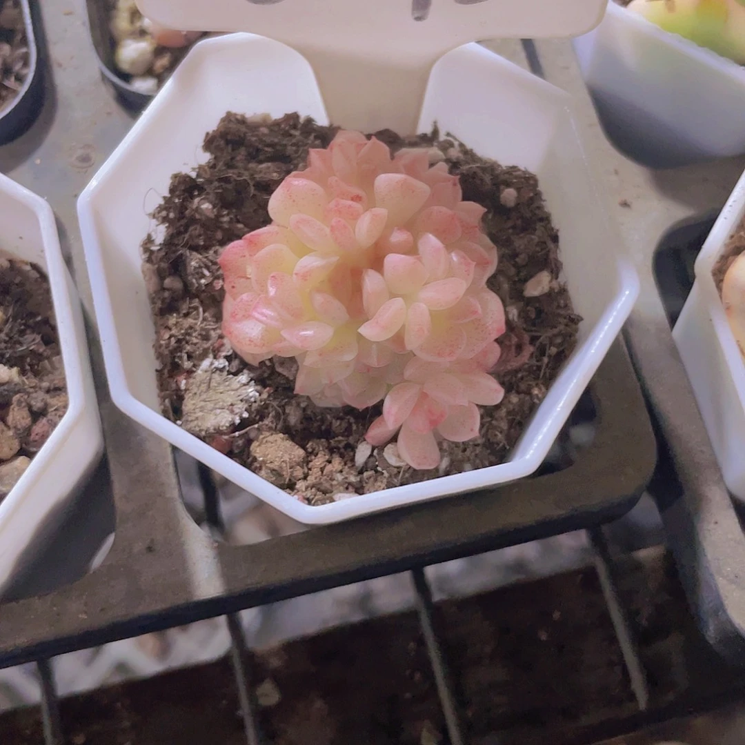 ?***?蝴蝶麦秆a092一物一拍