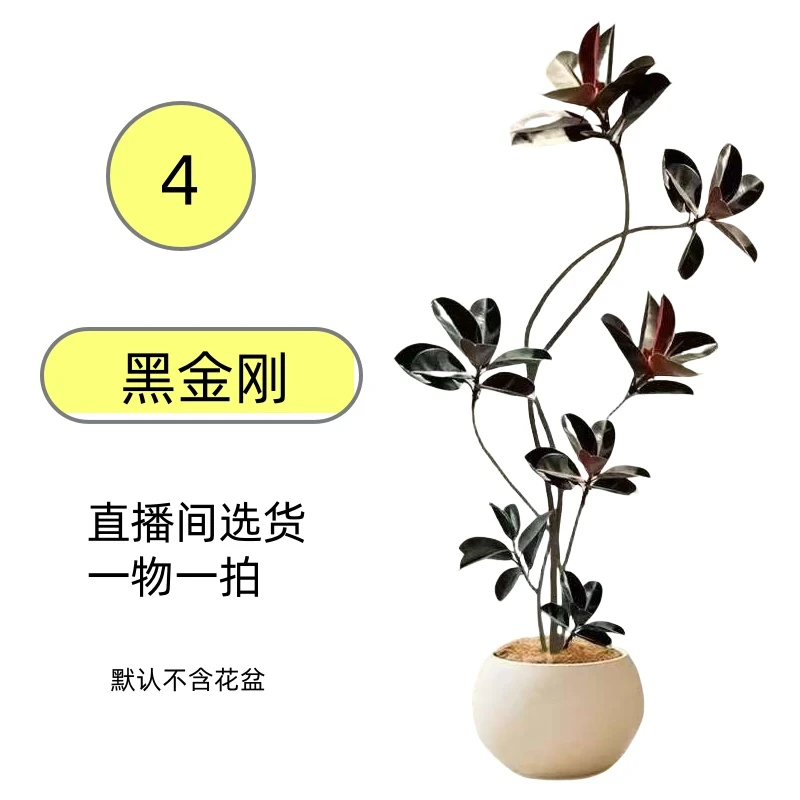 橡皮树客厅大型盆栽棒棒糖造型黑金刚室内好养净化空气绿植办公室