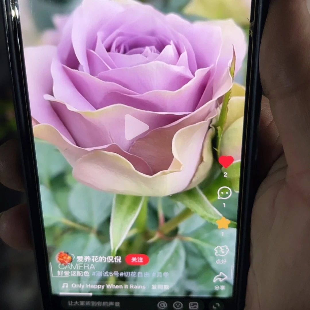 无花朵————复古紫 福利款 大苗