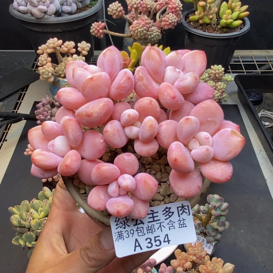 354樱花洛神多肉8c m