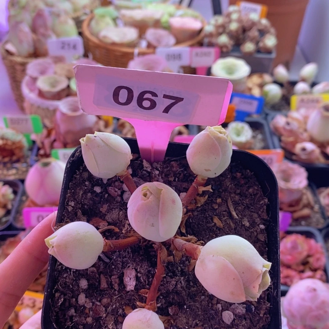 山地玫瑰水蜜桃067