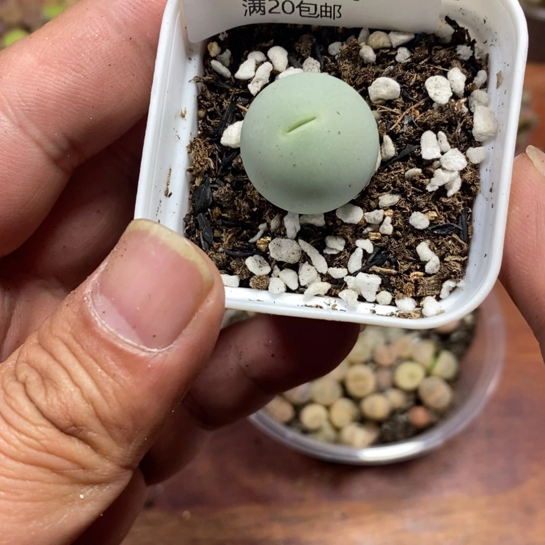 多肉蛋炒饭感谢您相伴609