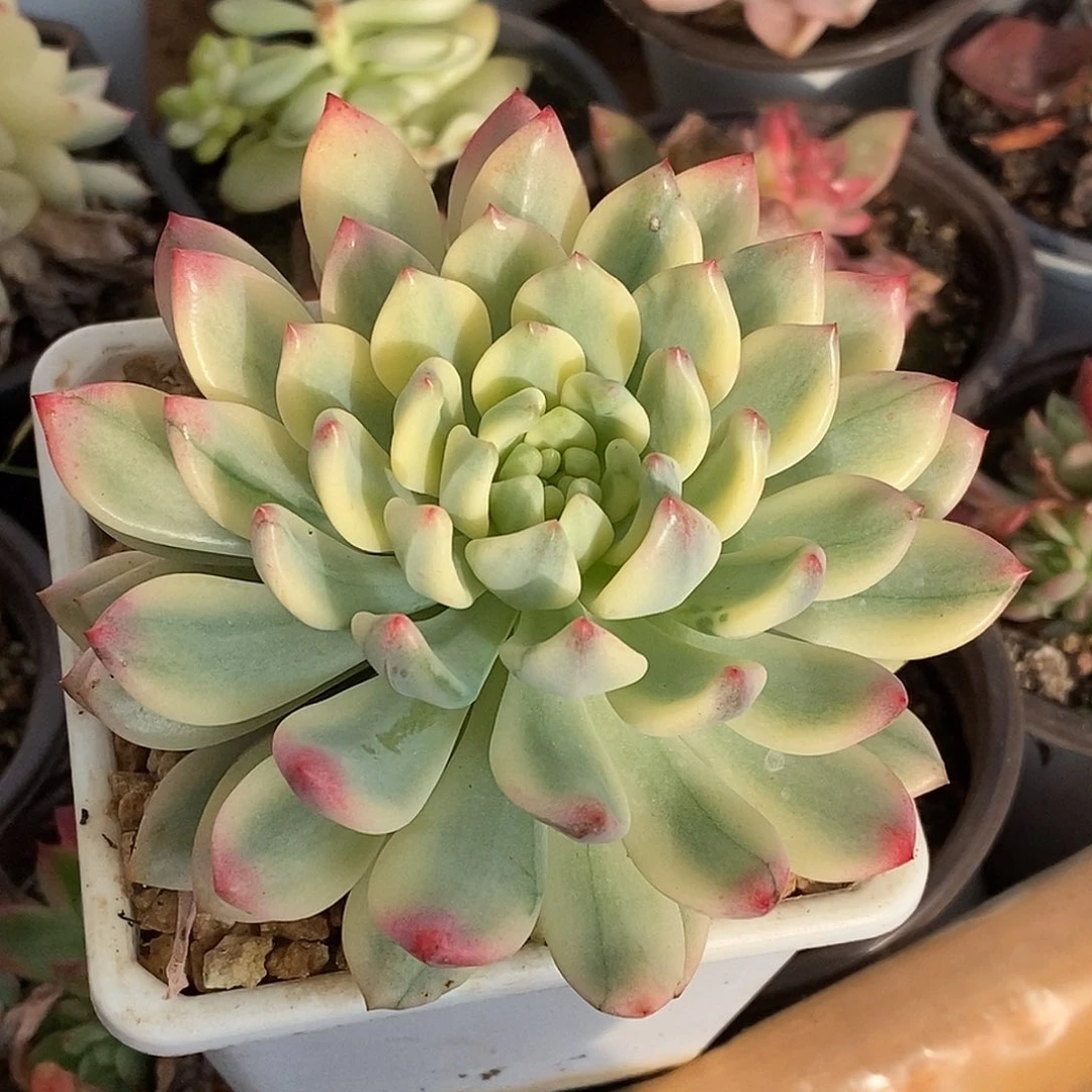 234篮苹果哈哈哈哈哈哈