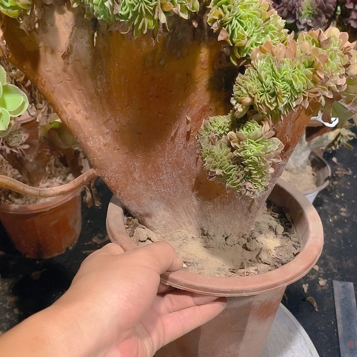 315万圣节大宽板子