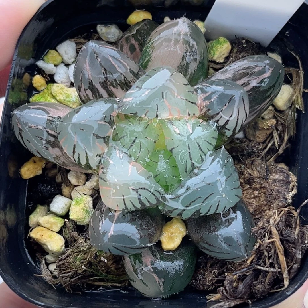 70紫罗兰玉露锦十二卷多肉