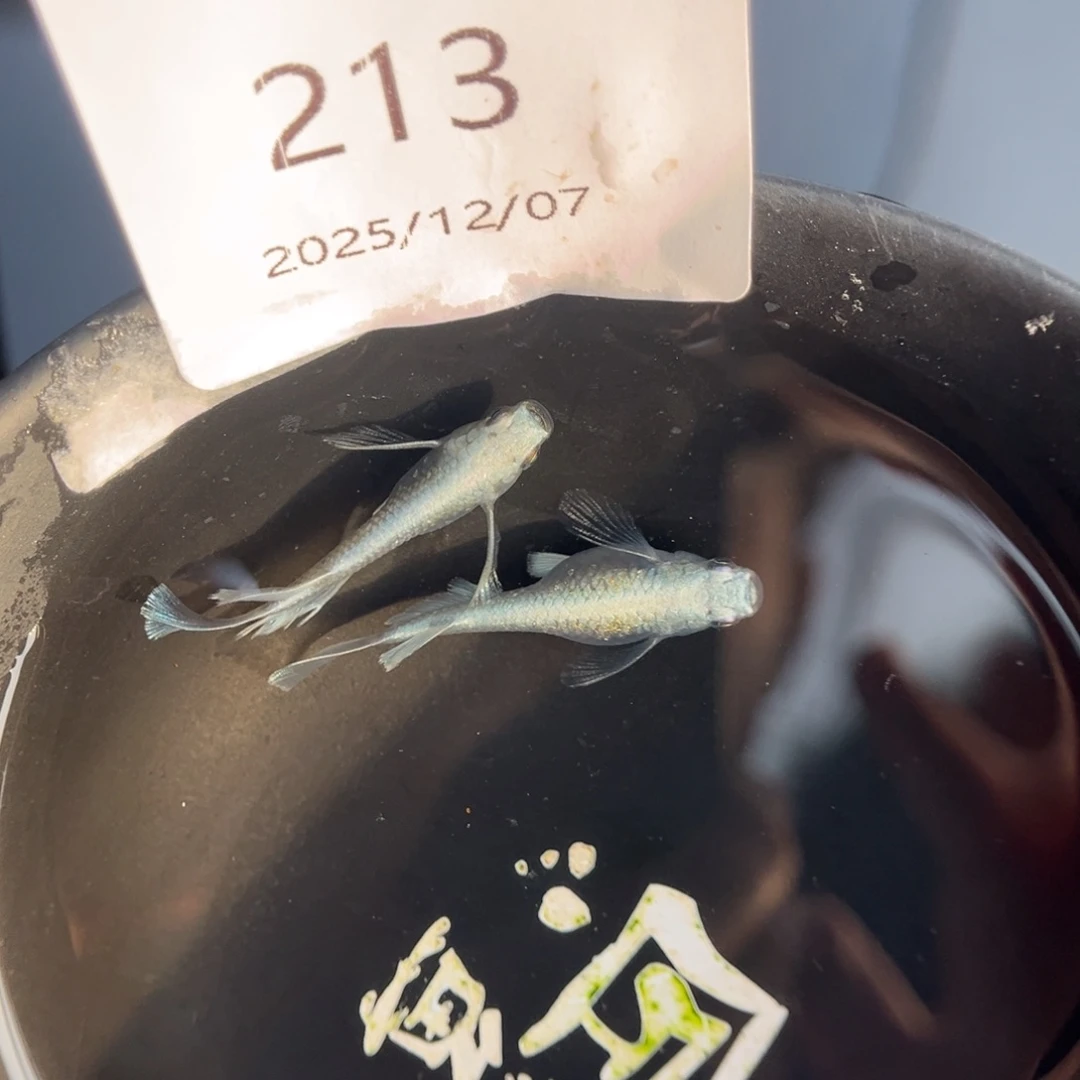 青鳉鱼213天使之翼一对