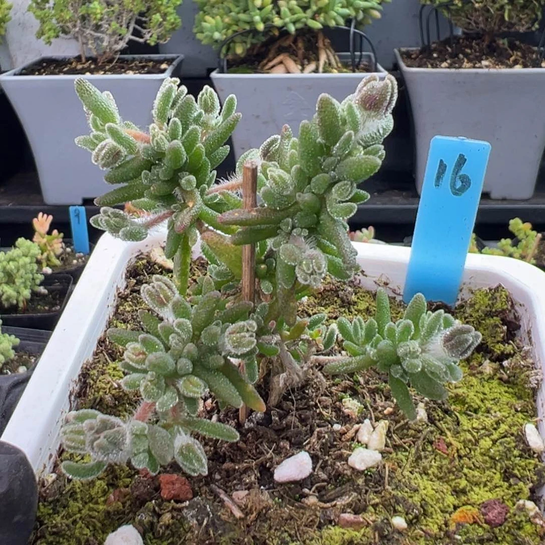 狐尾16号10厘米盆