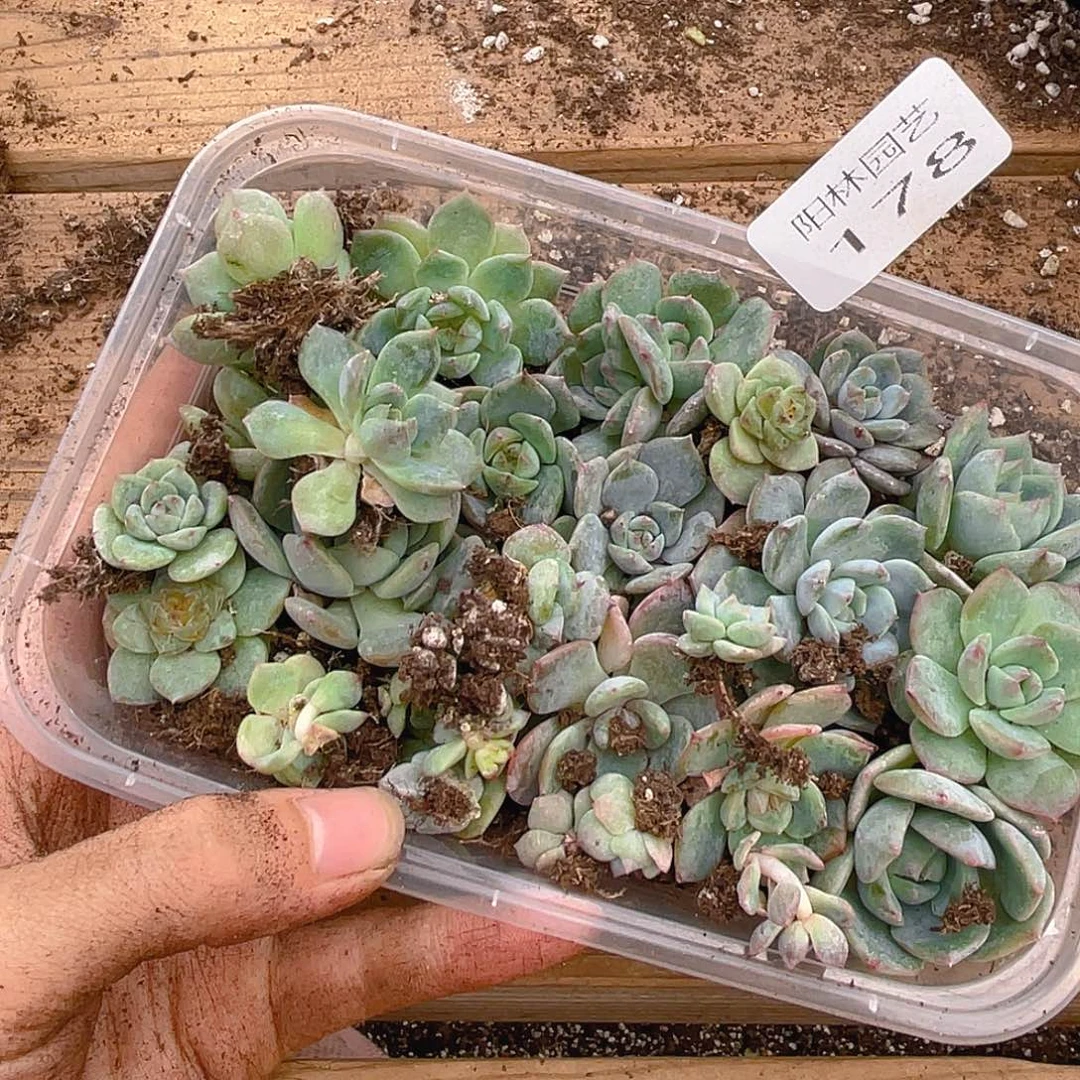 多肉植物多肉植物178