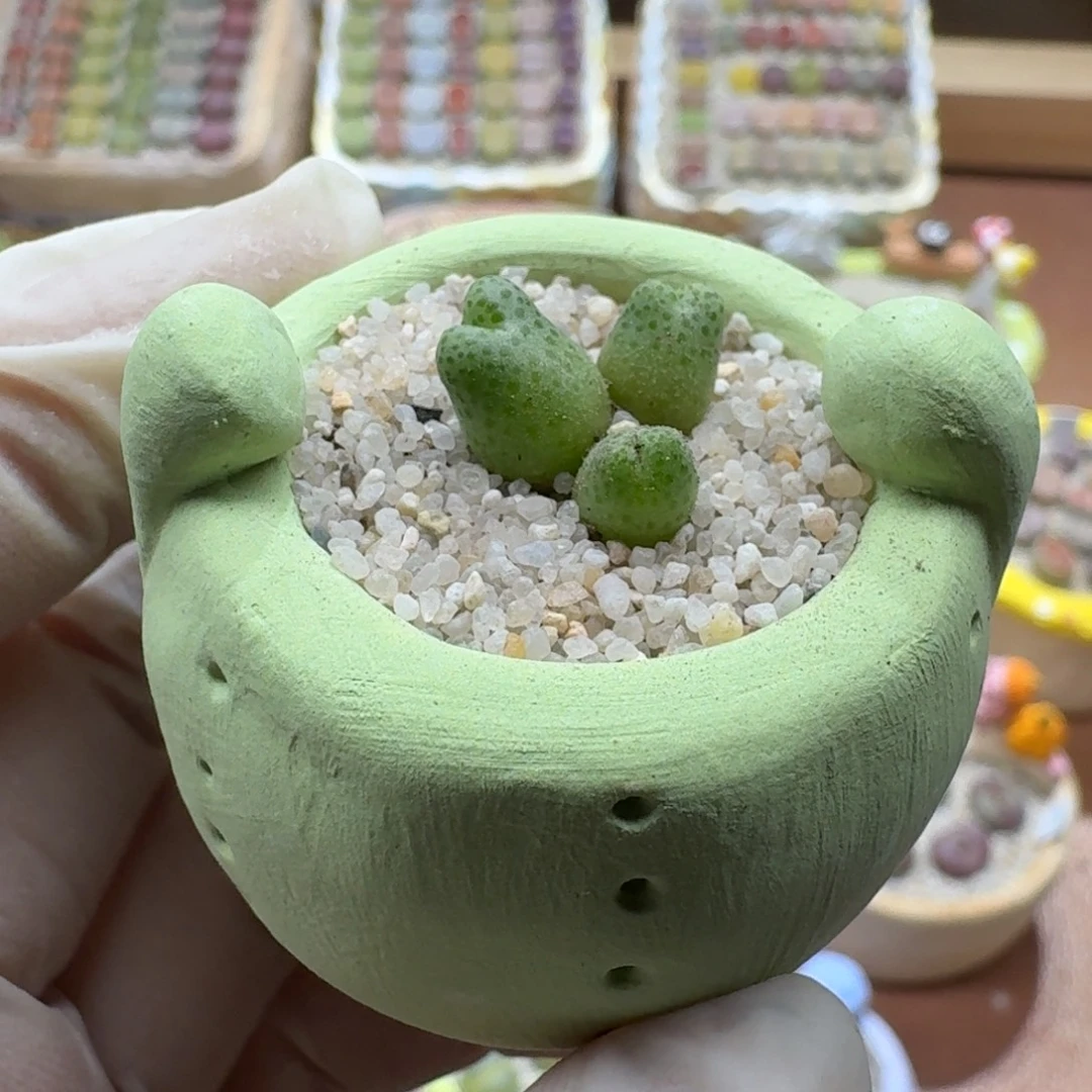 1124-056连盆带花斑马