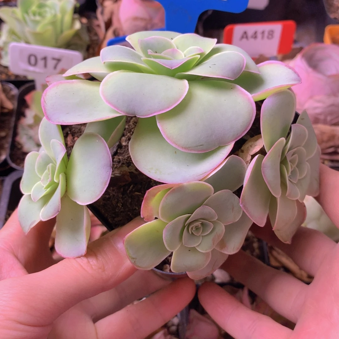 一物一拍星辰福利196