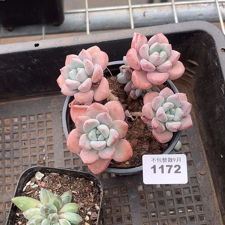 阿雅园艺。       1172白鹭