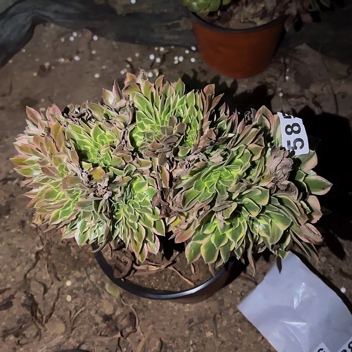 585处理男神多肉植物不售后