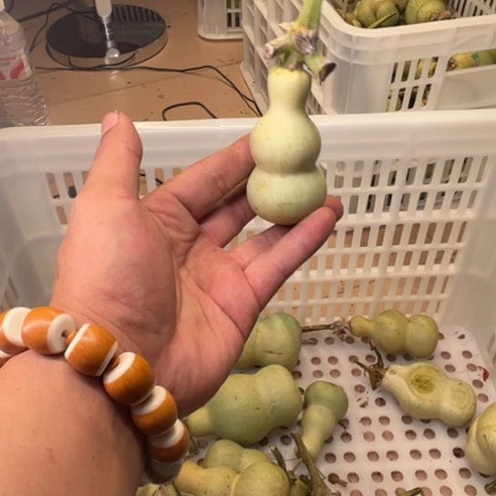 勇***心葫萝卜切丝放在盘内用清水