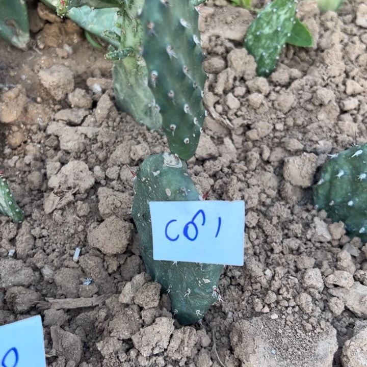 *****C61硫磺仙人掌一颗25