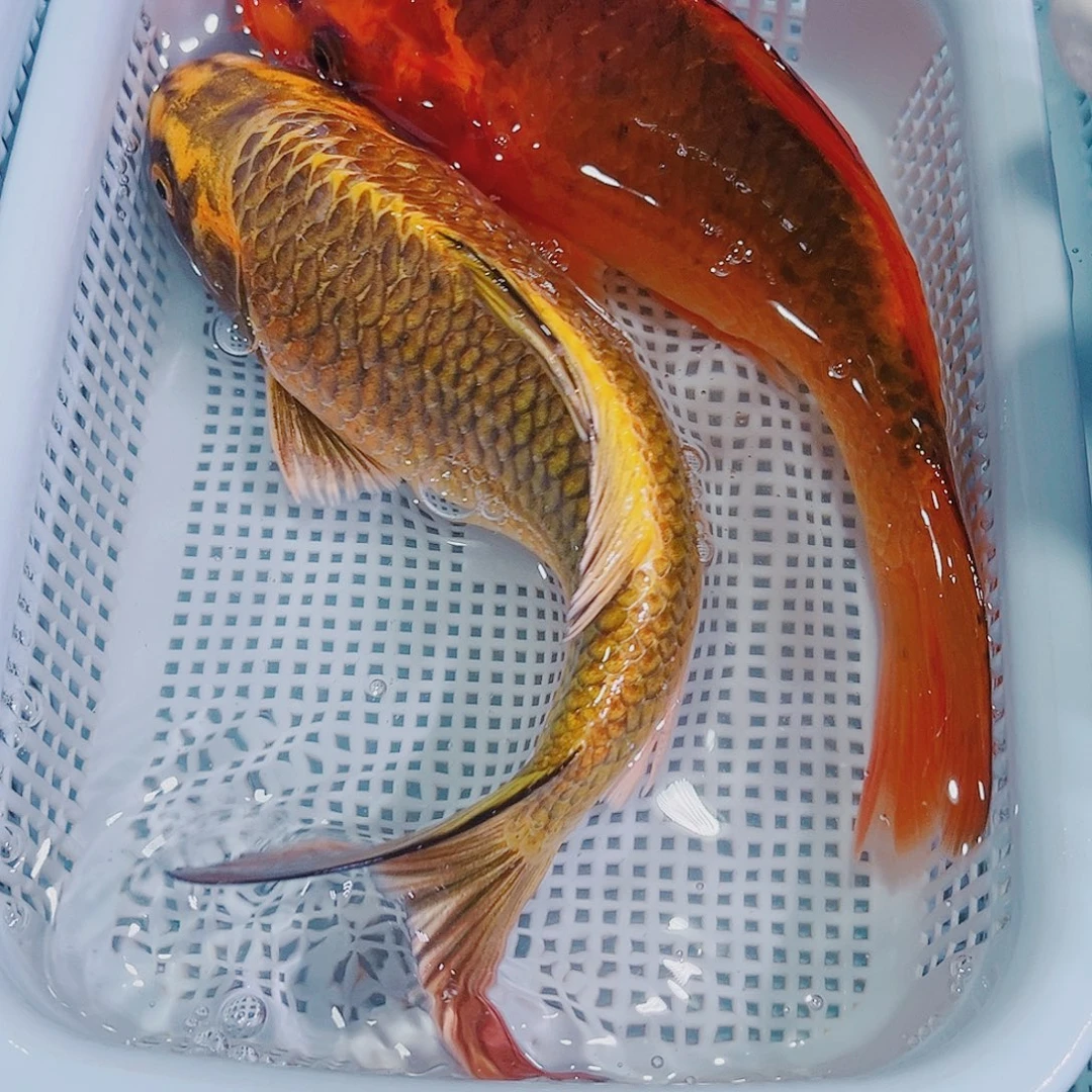 锦鲤锦鲤冷水鱼观赏151