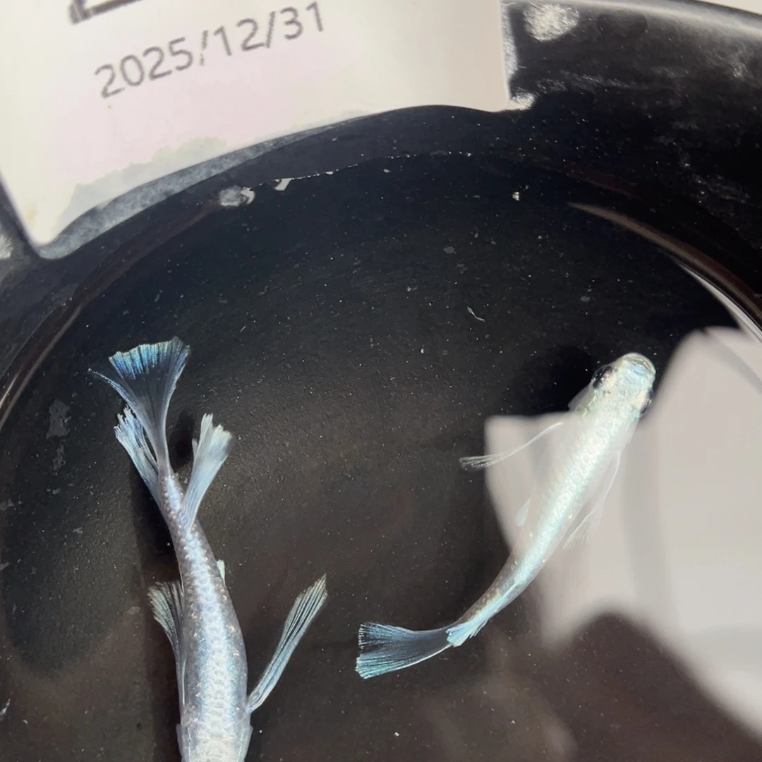 青鳉鱼229天使之翼一对