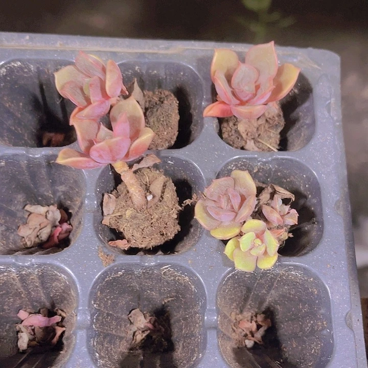 精品一单四颗大红袍多肉