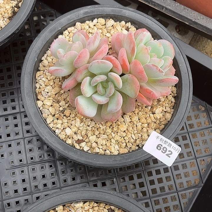 阿雅园艺。       692香橙