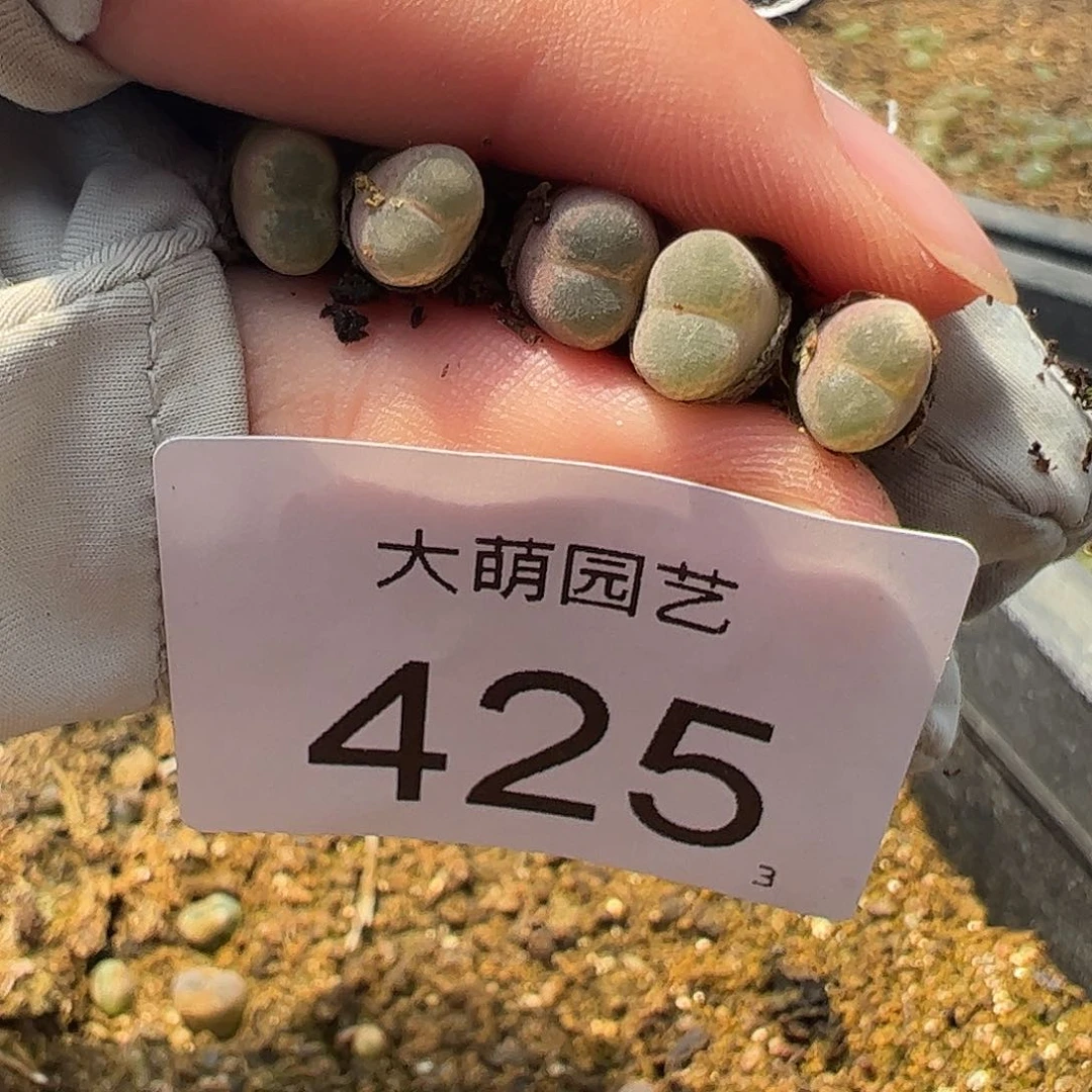 0000425量拍以下1颗静香风铃尺寸小