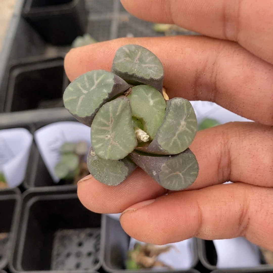 1496 一颗短腿象 超级618福利。