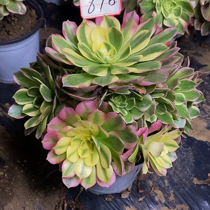 粉体海王老桩捧花870号