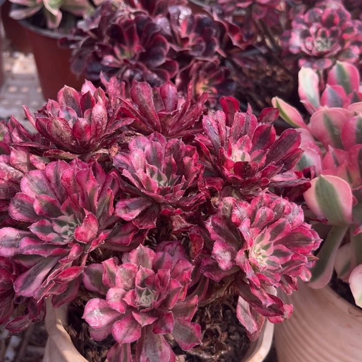 18冠服以上红彤白两个