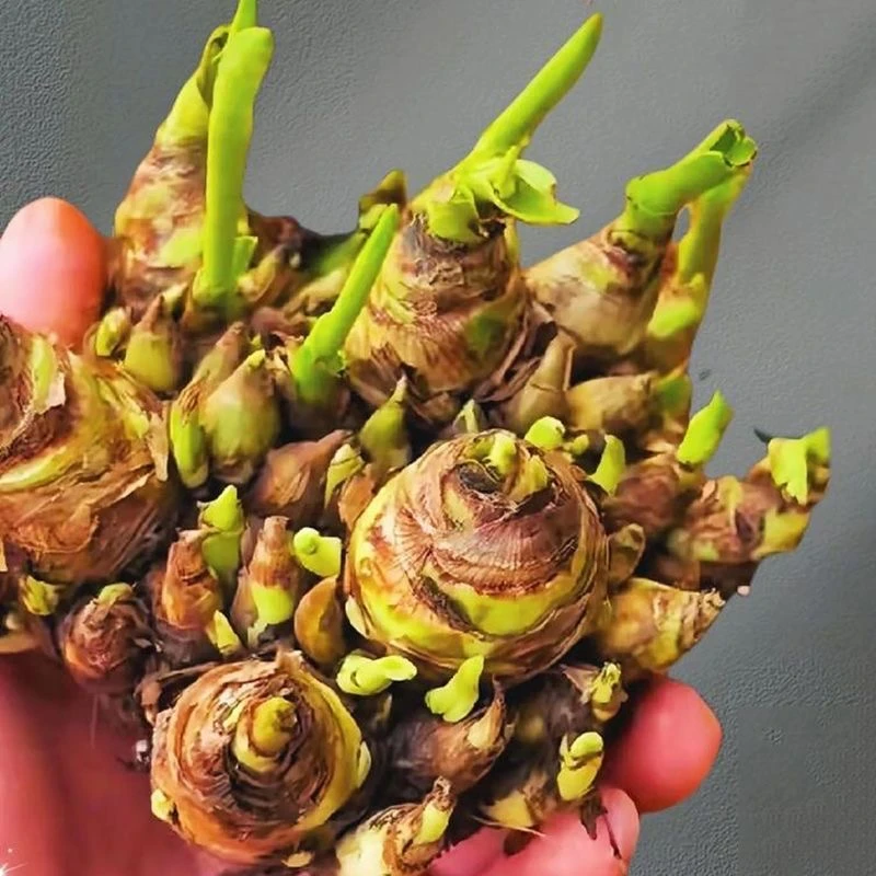 晚香玉重瓣花朵浓香型阳台盆栽庭院地栽种植绿植花卉种球发货